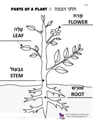 Parts of a Plant Poster in Hebrew.pdf